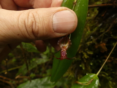 Pleurothallis macra
