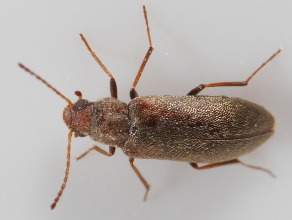 Melandryinae