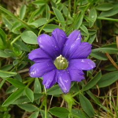 Gentiana pyrenaica