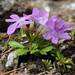 Primula glandulifera - Photo (c) Pam Eveleigh, algunos derechos reservados (CC BY-NC), uploaded by Pam Eveleigh