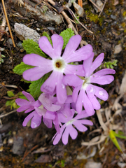 Primula glandulifera
