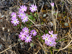 Primula glandulifera
