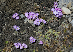 Primula glandulifera