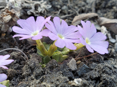 Primula glandulifera