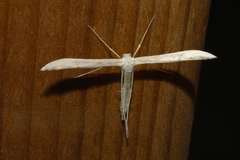 Hellinsia homodactylus