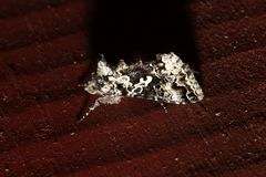 Syngrapha rectangula