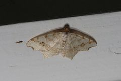 Macaria notata