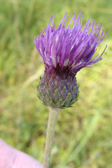 Cirsium tuberosum