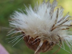 Cirsium tuberosum