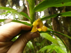 Maxillaria brevifolia