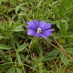 Gentiana pyrenaica