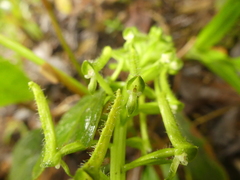 Pseudocentrum hirtzii