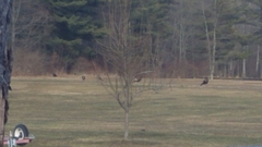 Meleagris gallopavo silvestris