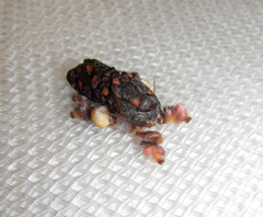 Phobetron hipparchia