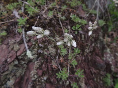 Antennaria virginica