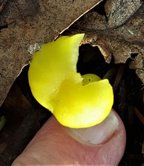 Chrysomphalina grossula