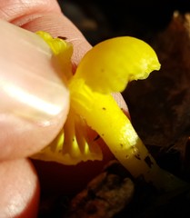Chrysomphalina grossula