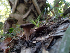 Craterellus fallax image