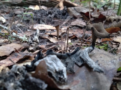 Craterellus fallax image