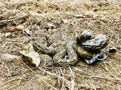 Python natalensis