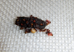 Phobetron hipparchia