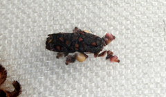 Phobetron hipparchia