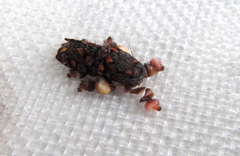 Phobetron hipparchia