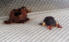 Phobetron hipparchia