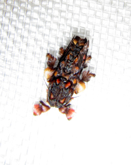 Phobetron hipparchia