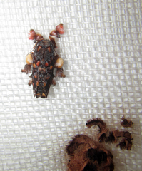 Phobetron hipparchia