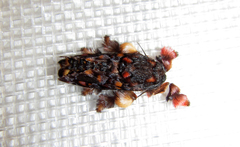 Phobetron hipparchia