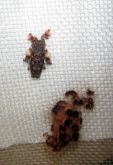 Phobetron hipparchia