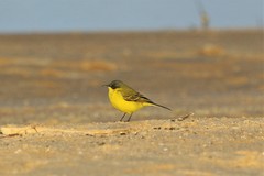 Motacilla flava thunbergi