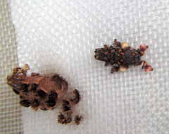 Phobetron hipparchia