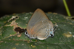 Siderus athymbra