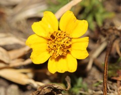 Bidens anthemoides