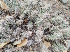 Grusonia grahamii