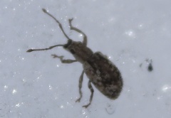 Pseudoedophrys