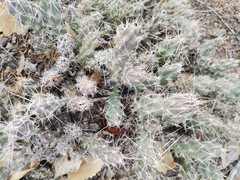 Grusonia grahamii