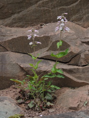 Penstemon canescens