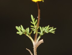 Bidens anthemoides