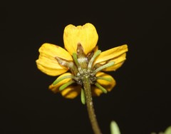 Bidens anthemoides