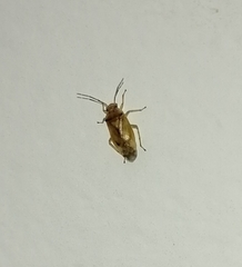 Tropidosteptes