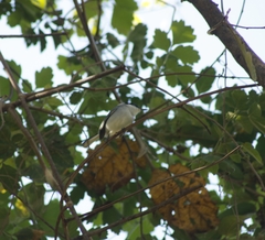 Polioptila albiloris