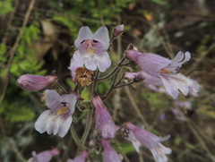 Penstemon canescens