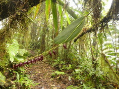 Pleurothallis restrepioides