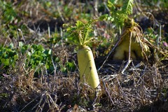 Raphanus sativus longipinnatus