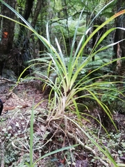 Freycinetia