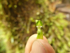 Pseudocentrum hirtzii