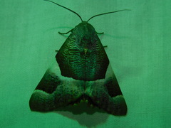 Niceteria macrocosma